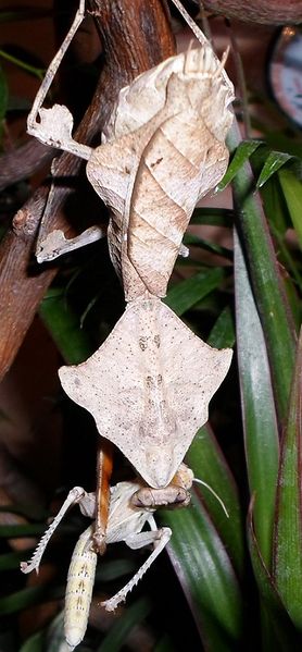 Datei:Deroplatys lobata Weibchen.jpg