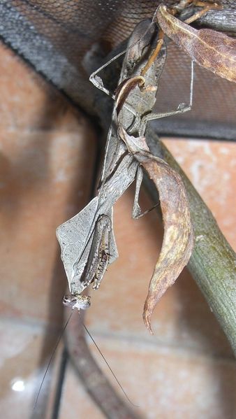 Datei:Deroplatys lobata Männchen.jpg