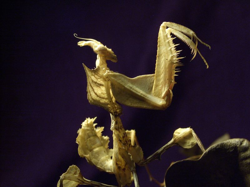 Datei:Idolomantis.JPG