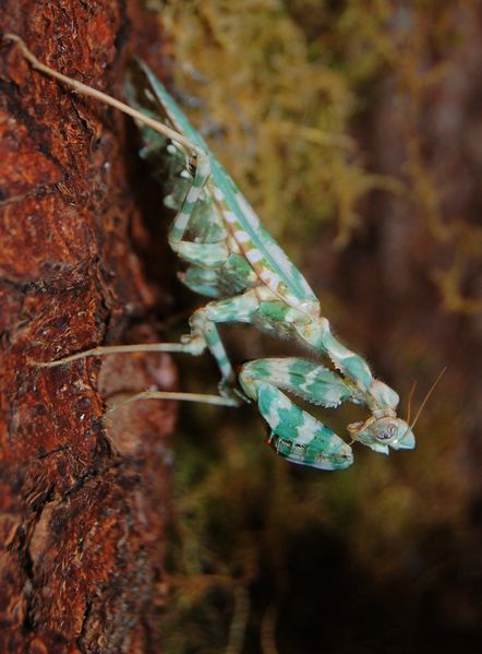 Datei:Blepharopsis mendica 04.jpg