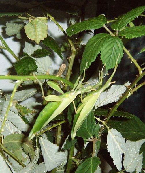 Datei:PhylliumPhilippinicum02.jpg