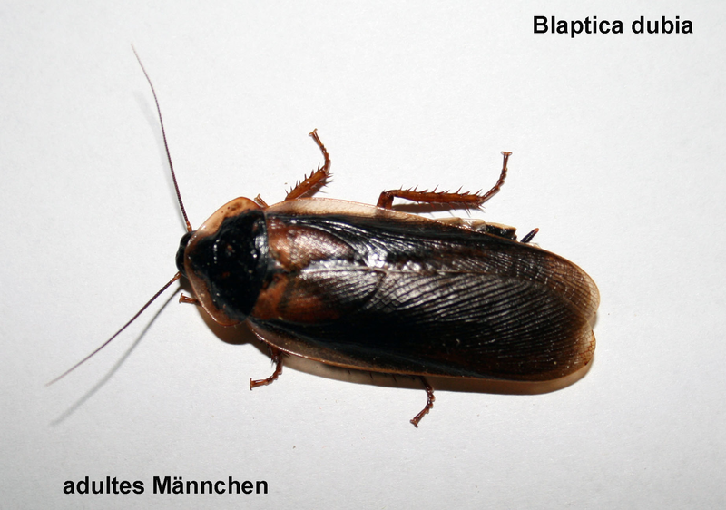 Datei:Blaptica dubia Männchen.png