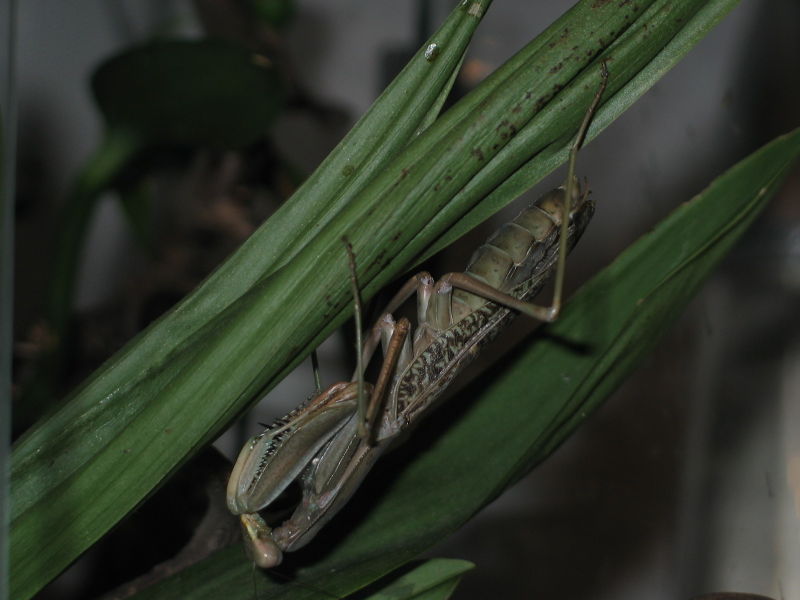 Datei:SphodromantisViridis01.JPG