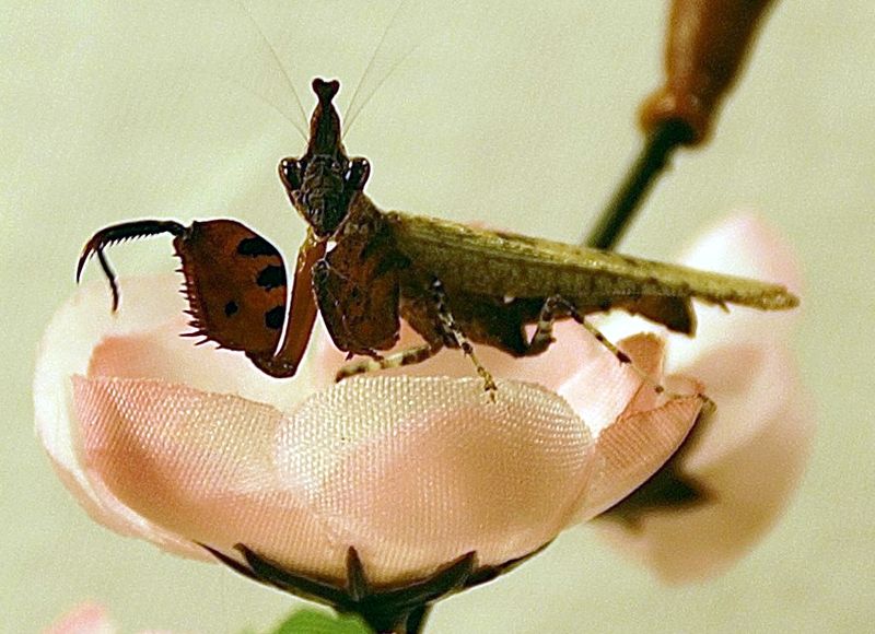 Datei:HestiasulaBrunneriana01.jpg