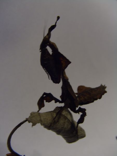 Datei:Phyllocrania2.JPG
