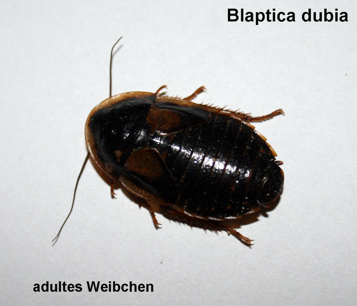 Datei:Blaptica dubia Weibchen.png