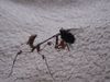 Nymphe mit Fliege