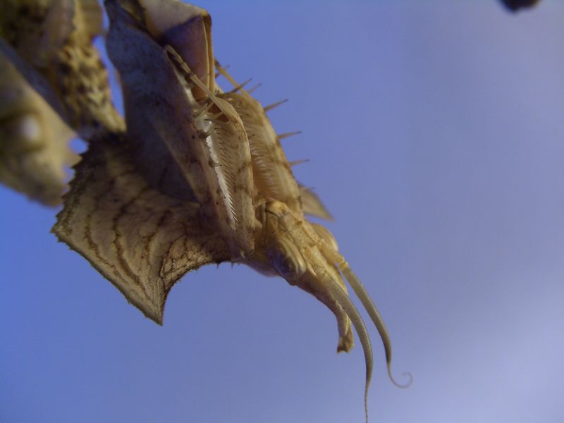 Datei:Idolomantis3.JPG