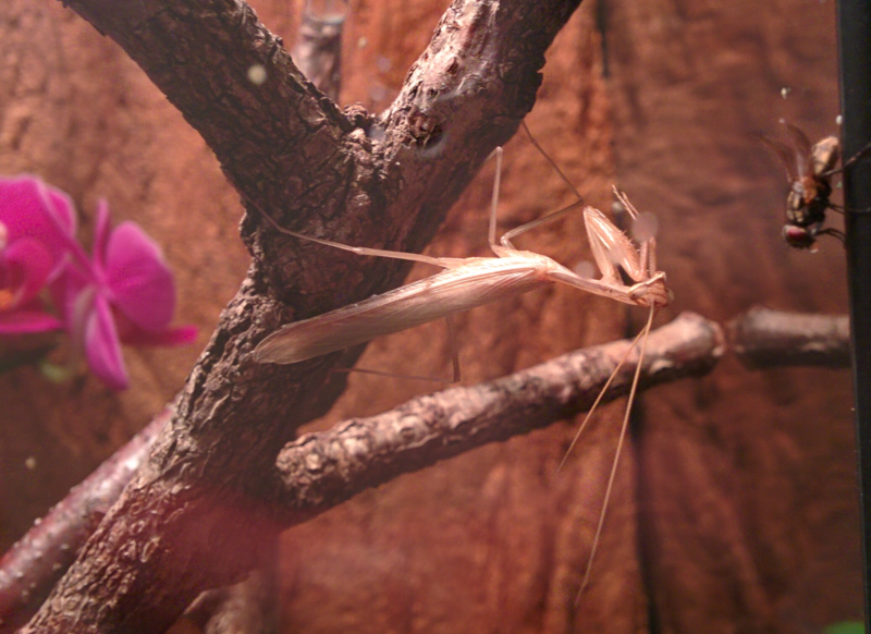 Datei:Miomantis paykullii adult male.png