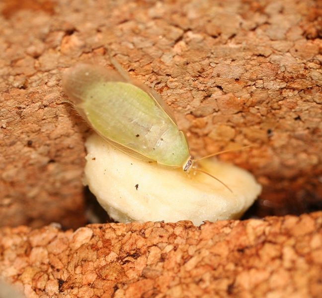 Datei:Panchlora nivea AdultesWeibchen.jpg
