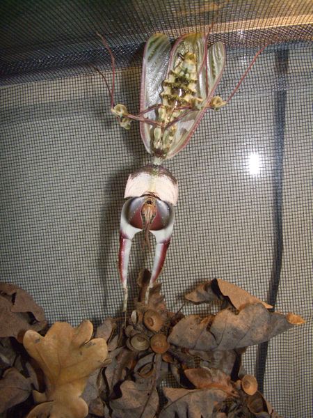 Datei:Idolomantis4.JPG