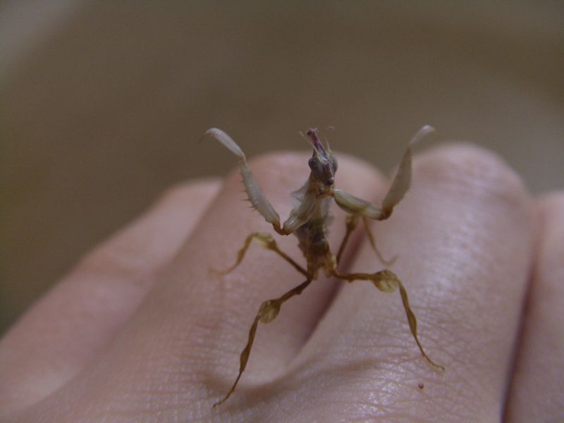 Datei:L2 Idolomantis.JPG