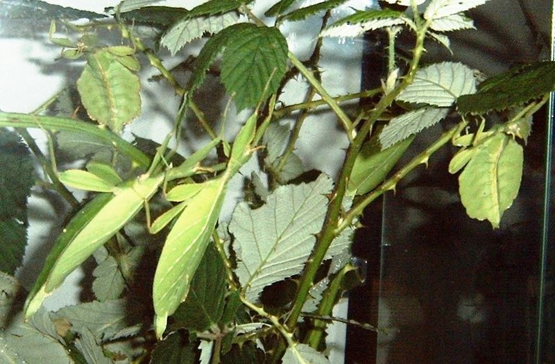 Datei:PhylliumPhilippinicum06.JPG