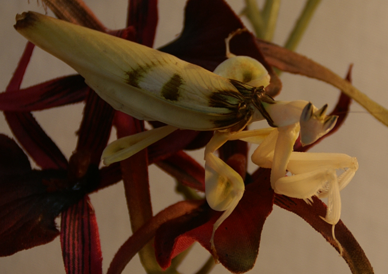 Datei:H. coronatus.png