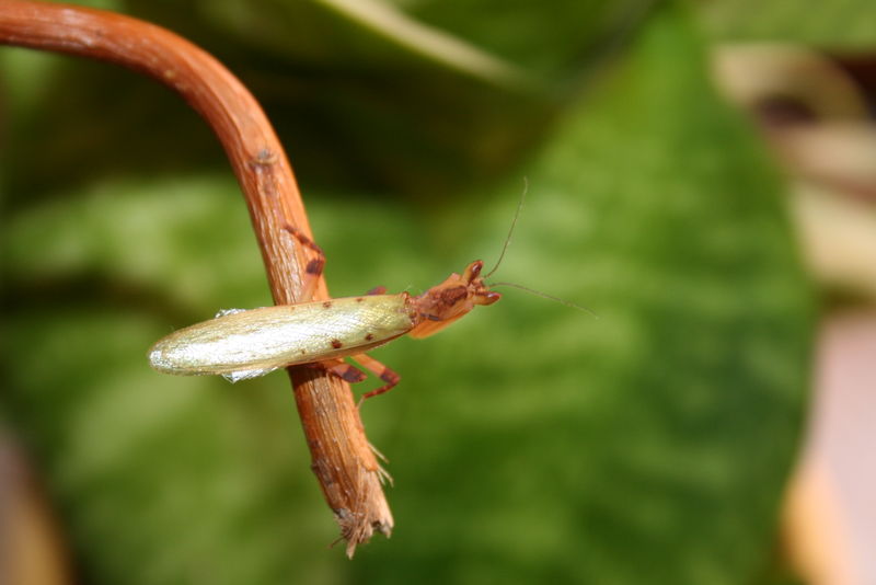 Datei:Parymenopus männchen.JPG