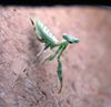 Miomantis binonata