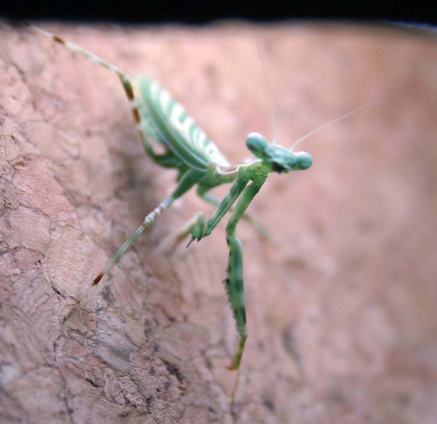 Datei:Miomantis.jpg