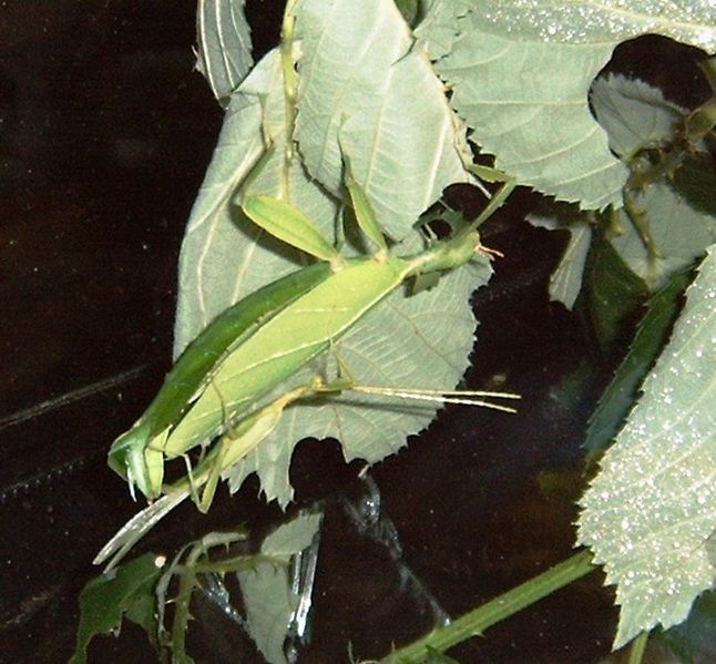 Datei:Phyllium phillippinicum 01.jpg