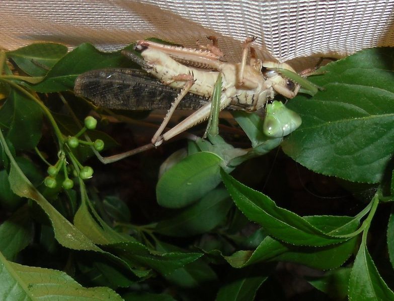 Datei:Hierodulamembranacea.jpg