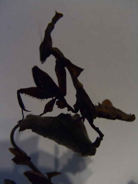 Datei:Phyllocrania.JPG