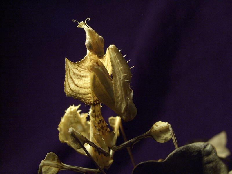 Datei:Idolomantis2.JPG