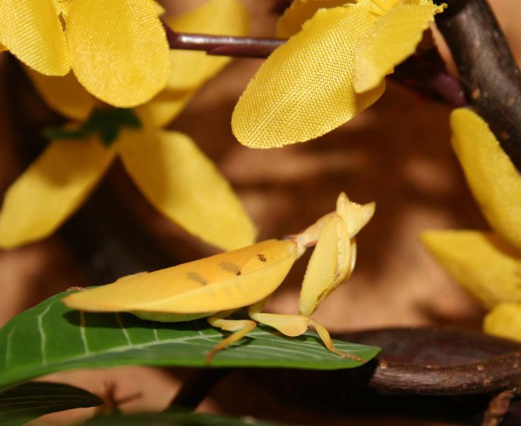 Datei:Parymenopus weibchen.jpg